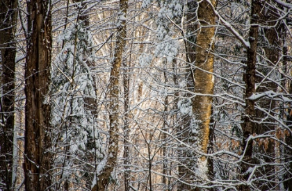 Picture of USA-VERMONT-MORRISVILLE-SNOW COVERED FOREST FULL OF TREES