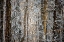 Picture of USA-VERMONT-MORRISVILLE-SNOW COVERED FOREST FULL OF TREES