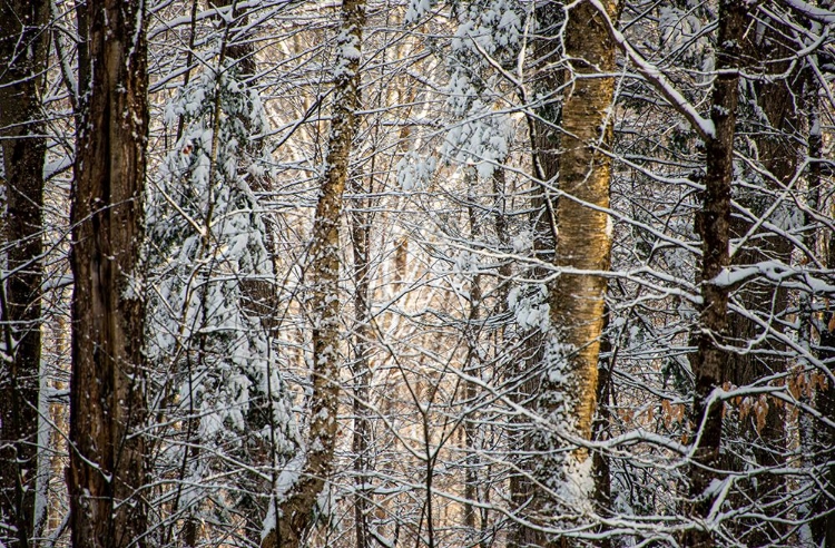Picture of USA-VERMONT-MORRISVILLE-SNOW COVERED FOREST FULL OF TREES