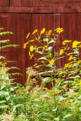 Picture of USA-VERMONT-NEW ENGLAND-AUTUMN DAISIES AGAINST RED BARN