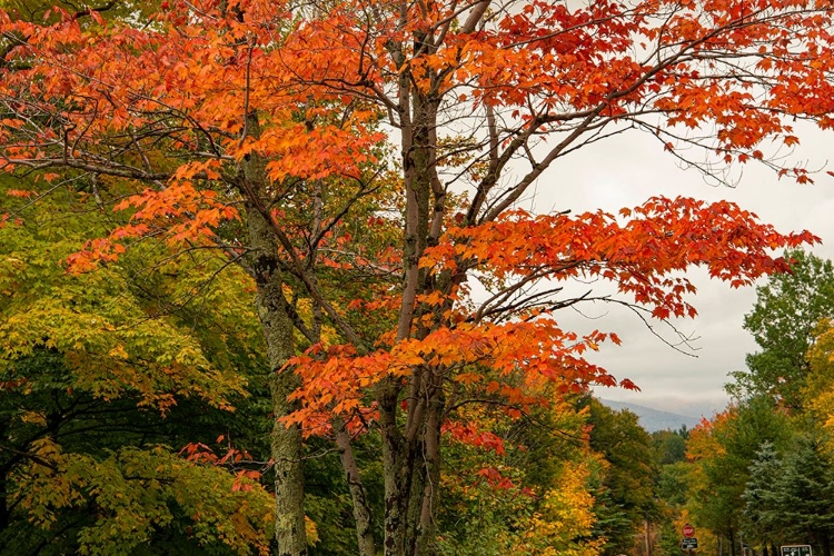 Picture of USA-VERMONT-NEW ENGLAND-STOWE MT MANSFIELD PARKING LOT VIEW