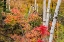 Picture of USA-VERMONT-STOWE-BIRCH TREES AROUND WETLANDS ABOVE THE TOLL HOUSE ON ROUTE 108