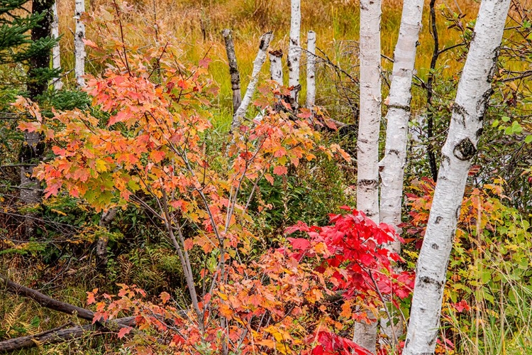 Picture of USA-VERMONT-STOWE-BIRCH TREES AROUND WETLANDS ABOVE THE TOLL HOUSE ON ROUTE 108
