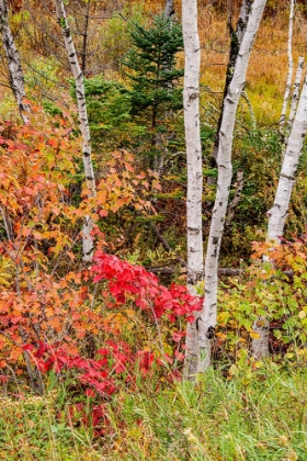 Picture of USA-VERMONT-STOWE-BIRCH TREES AROUND WETLANDS ABOVE THE TOLL HOUSE ON ROUTE 108