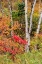 Picture of USA-VERMONT-STOWE-BIRCH TREES AROUND WETLANDS ABOVE THE TOLL HOUSE ON ROUTE 108