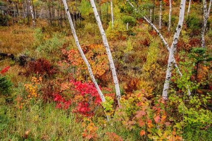 Picture of USA-VERMONT-STOWE-BIRCH TREES AROUND WETLANDS ABOVE THE TOLL HOUSE ON ROUTE 108