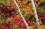 Picture of USA-VERMONT-STOWE-BIRCH TREES AROUND WETLANDS ABOVE THE TOLL HOUSE ON ROUTE 108