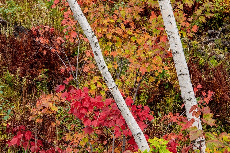 Picture of USA-VERMONT-STOWE-BIRCH TREES AROUND WETLANDS ABOVE THE TOLL HOUSE ON ROUTE 108