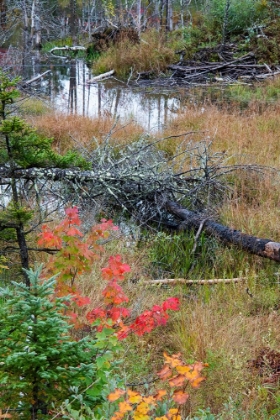 Picture of USA-VERMONT-STOWE-BIRCH TREES AROUND WETLANDS ABOVE THE TOLL HOUSE ON ROUTE 108