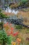 Picture of USA-VERMONT-STOWE-BIRCH TREES AROUND WETLANDS ABOVE THE TOLL HOUSE ON ROUTE 108