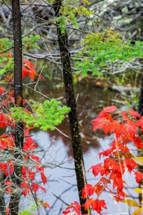 Picture of USA-VERMONT-STOWE-BIRCH TREES AROUND WETLANDS ABOVE THE TOLL HOUSE ON ROUTE 108