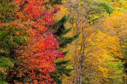 Picture of USA-VERMONT-FALL FOLIAGE IN MAD RIVER VALLEY ALONG TRAIL TO WARREN FALLS