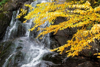 Picture of USA-VERMONT-FALL FOLIAGE IN MAD RIVER VALLEY ALONG TRAIL TO WARREN FALLS