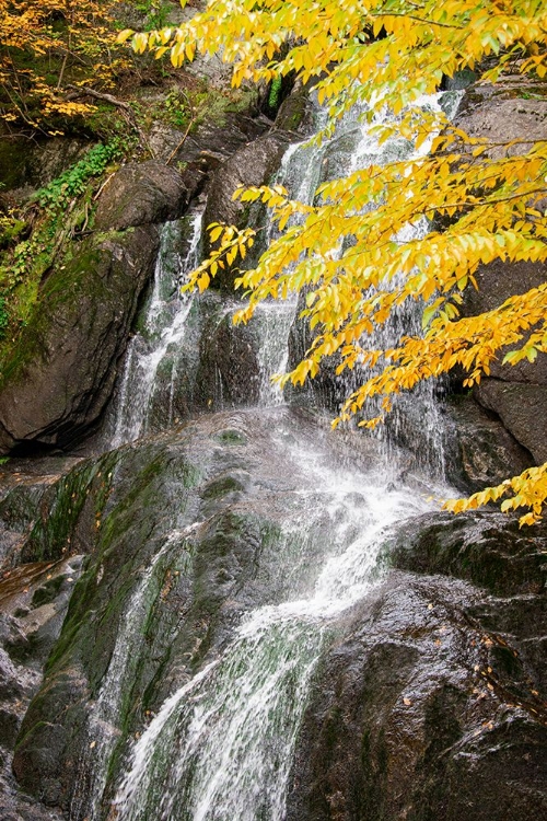 Picture of USA-VERMONT-FALL FOLIAGE IN MAD RIVER VALLEY ALONG TRAIL TO WARREN FALLS