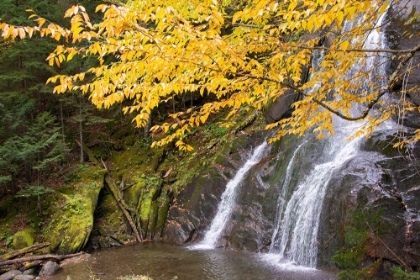 Picture of USA-VERMONT-FALL FOLIAGE IN MAD RIVER VALLEY ALONG TRAIL TO WARREN FALLS