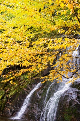 Picture of USA-VERMONT-FALL FOLIAGE IN MAD RIVER VALLEY ALONG TRAIL TO WARREN FALLS