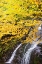 Picture of USA-VERMONT-FALL FOLIAGE IN MAD RIVER VALLEY ALONG TRAIL TO WARREN FALLS