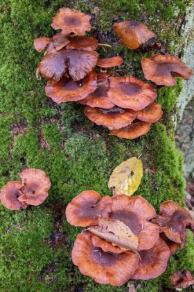 Picture of USA-VERMONT-FALL FOLIAGE AND MUSHROOMS IN MAD RIVER VALLEY ALONG TRAIL TO WARREN FALLS