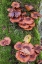 Picture of USA-VERMONT-FALL FOLIAGE AND MUSHROOMS IN MAD RIVER VALLEY ALONG TRAIL TO WARREN FALLS