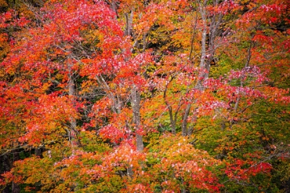 Picture of USA-VERMONT-FALL FOLIAGE IN GREEN MOUNTAINS AT BREAD LOAF-OWNED BY MIDDLEBURY COLLEGE