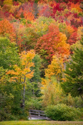 Picture of USA-VERMONT-FALL FOLIAGE IN GREEN MOUNTAINS AT BREAD LOAF-OWNED BY MIDDLEBURY COLLEGE