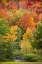 Picture of USA-VERMONT-FALL FOLIAGE IN GREEN MOUNTAINS AT BREAD LOAF-OWNED BY MIDDLEBURY COLLEGE