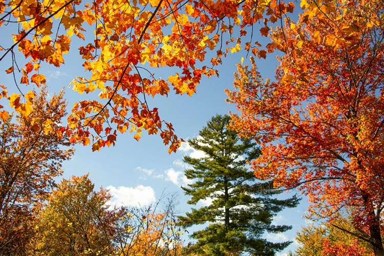 Picture of USA-VERMONT-FALL FOLIAGE IN MORRISVILLE ON JOPSON LANE