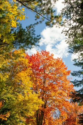Picture of USA-VERMONT-FALL FOLIAGE IN MORRISVILLE ON JOPSON LANE