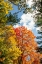 Picture of USA-VERMONT-FALL FOLIAGE IN MORRISVILLE ON JOPSON LANE