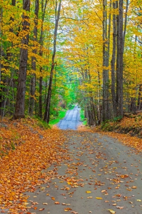 Picture of USA-NEW ENGLAND-VERMONT TREE-LINED ROADWAY IN AUTUMNS FALL COLORS