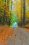 Picture of USA-NEW ENGLAND-VERMONT TREE-LINED ROADWAY IN AUTUMNS FALL COLORS