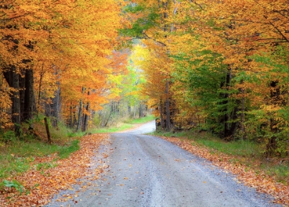 Picture of USA-NEW ENGLAND-VERMONT TREE-LINED ROADWAY IN AUTUMNS FALL COLORS