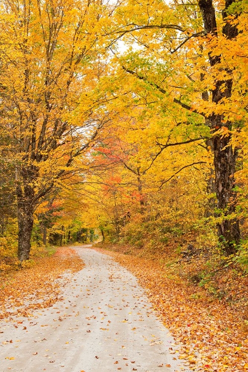 Picture of USA-NEW ENGLAND-VERMONT TREE-LINED ROADWAY IN AUTUMNS FALL COLORS