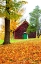 Picture of USA-NEW ENGLAND-VERMONT OLD BRICK BUILDING COVERED WITH IVY IN FALL COLOR