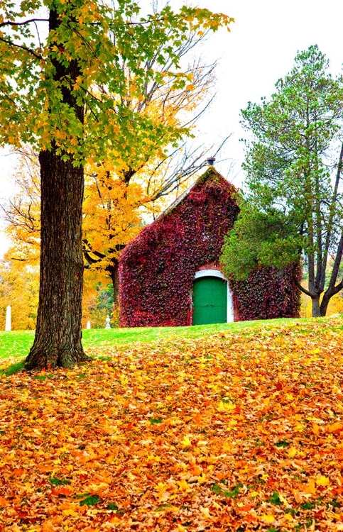 Picture of USA-NEW ENGLAND-VERMONT OLD BRICK BUILDING COVERED WITH IVY IN FALL COLOR