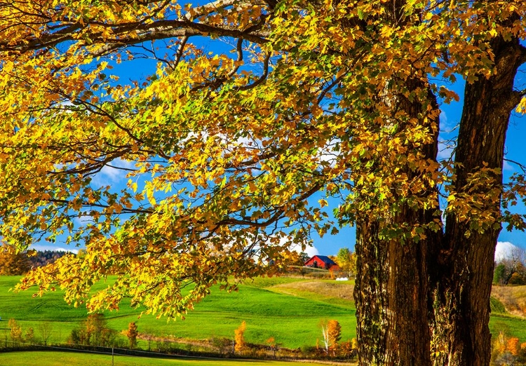 Picture of USA-NEW ENGLAND-VERMONT RED BARN IN THE COUNTRYSIDE WITH FALL COLORS