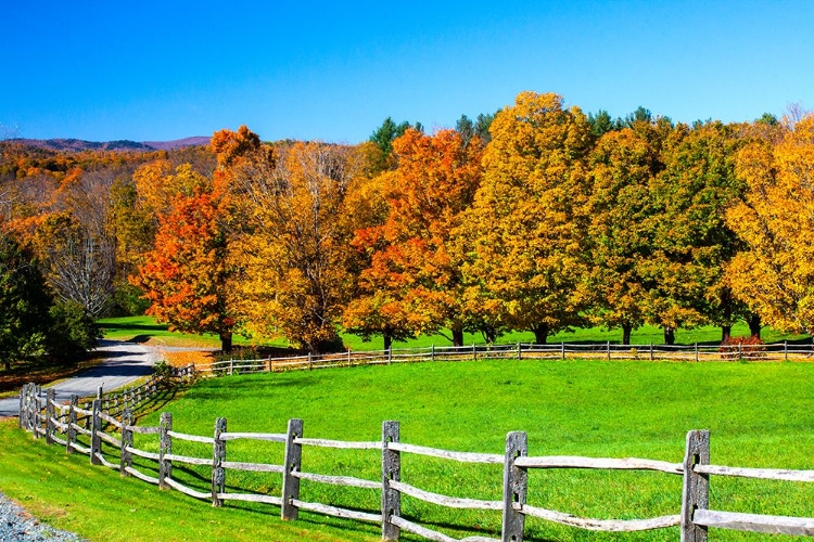 Picture of USA-NEW ENGLAND-VERMONT COUNTRYSIDE WITH CURVED GRAVEL ROAD FENCE IN AUTUMN