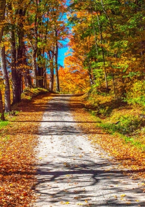 Picture of USA-NEW ENGLAND-VERMONT GRAVEL ROAD LINED WITH SUGAR MAPLE IN FULL FALL COLOR