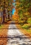 Picture of USA-NEW ENGLAND-VERMONT GRAVEL ROAD LINED WITH SUGAR MAPLE IN FULL FALL COLOR