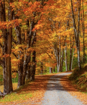 Picture of USA-NEW ENGLAND-VERMONT GRAVEL ROAD LINED WITH SUGAR MAPLE IN FULL FALL COLOR