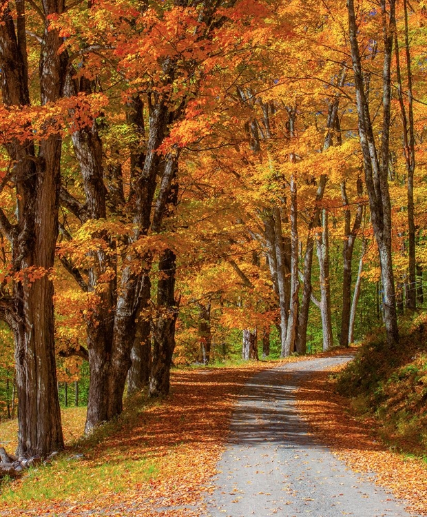 Picture of USA-NEW ENGLAND-VERMONT GRAVEL ROAD LINED WITH SUGAR MAPLE IN FULL FALL COLOR