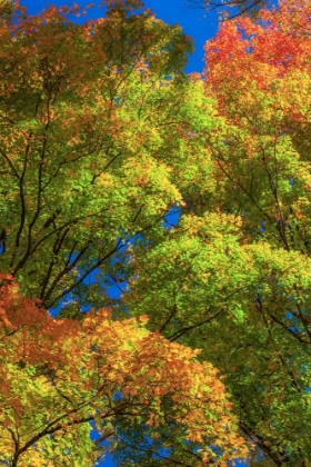 Picture of USA-NEW ENGLAND-VERMONT AUTUMN LOOKING UP INTO SUGAR MAPLE TREES