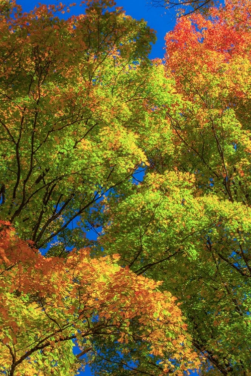 Picture of USA-NEW ENGLAND-VERMONT AUTUMN LOOKING UP INTO SUGAR MAPLE TREES