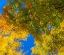 Picture of USA-NEW ENGLAND-VERMONT AUTUMN LOOKING UP INTO SUGAR MAPLE TREES
