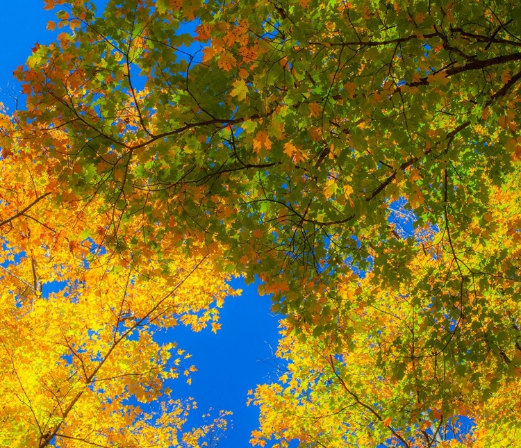 Picture of USA-NEW ENGLAND-VERMONT AUTUMN LOOKING UP INTO SUGAR MAPLE TREES