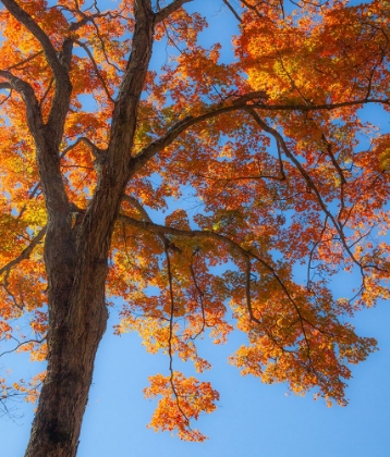 Picture of USA-NEW ENGLAND-VERMONT AUTUMN LOOKING UP INTO SUGAR MAPLE TREES