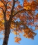 Picture of USA-NEW ENGLAND-VERMONT AUTUMN LOOKING UP INTO SUGAR MAPLE TREES