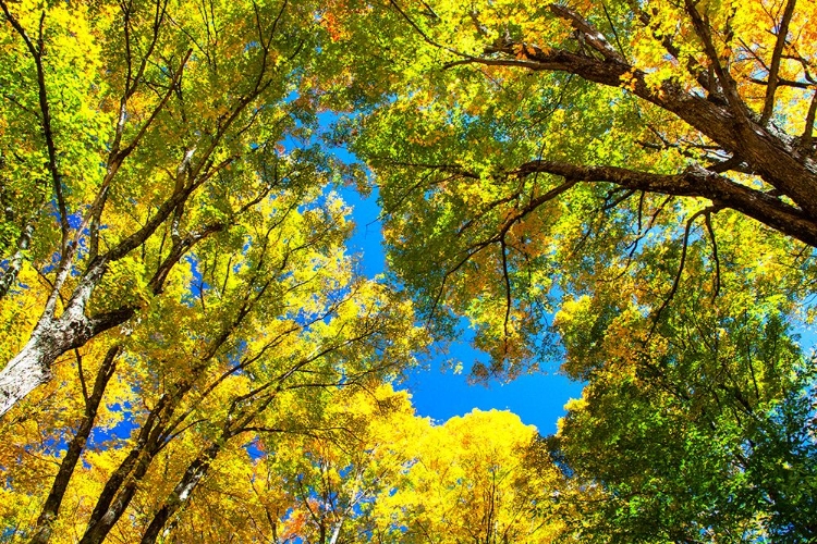 Picture of USA-NEW ENGLAND-VERMONT AUTUMN LOOKING UP INTO SUGAR MAPLE TREES