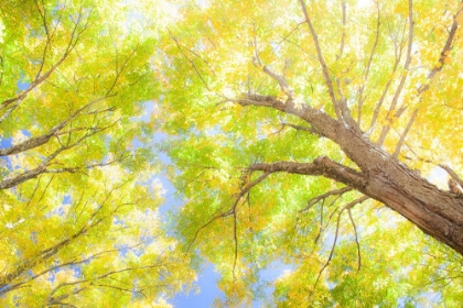 Picture of USA-NEW ENGLAND-VERMONT AUTUMN LOOKING UP INTO SUGAR MAPLE TREES