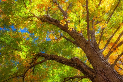 Picture of USA-NEW ENGLAND-VERMONT AUTUMN LOOKING UP INTO SUGAR MAPLE TREES